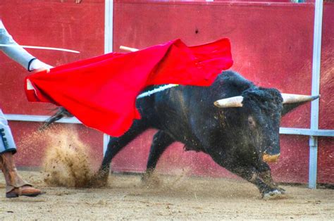 premiumbull 000